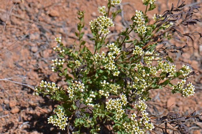 Bastard Toadflax has stems that grow from rhizomes and may grow up to15 inches or so. This is a root semi-parasitic species that is also able to photosynthesize. Comandra umbellata